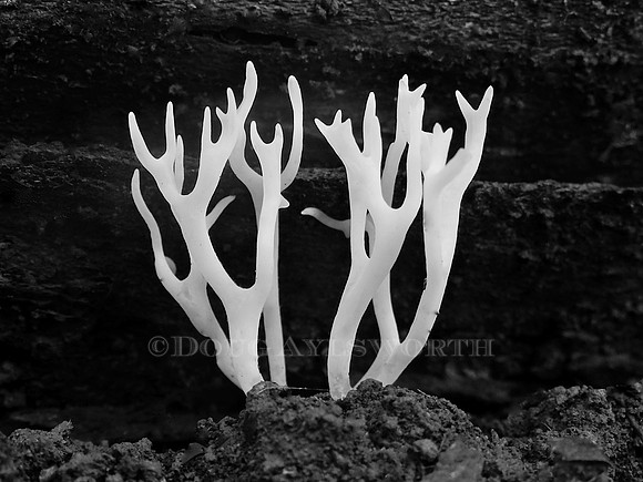 M-0019 White coral