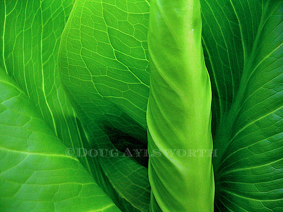 M-0029 Skunk C abbage 2