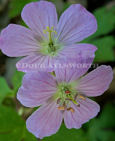 M-0048 Geranium 2