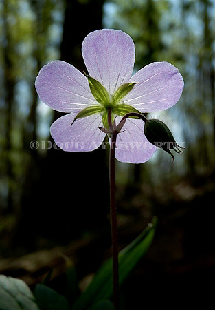 M-0047 Geranium 1