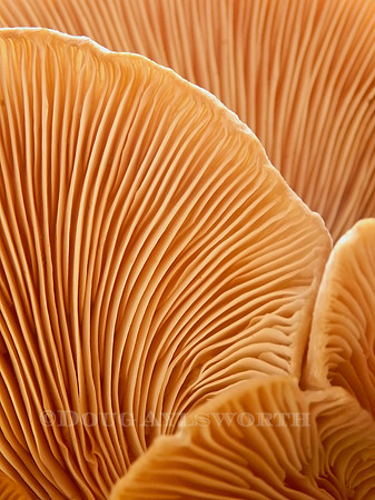 M-0039 Shroomscape 2