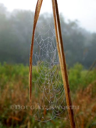 M-0035 Spiderweb 3