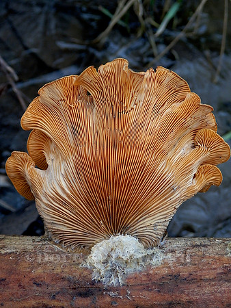 M-0043 Bracket Fungus ¡