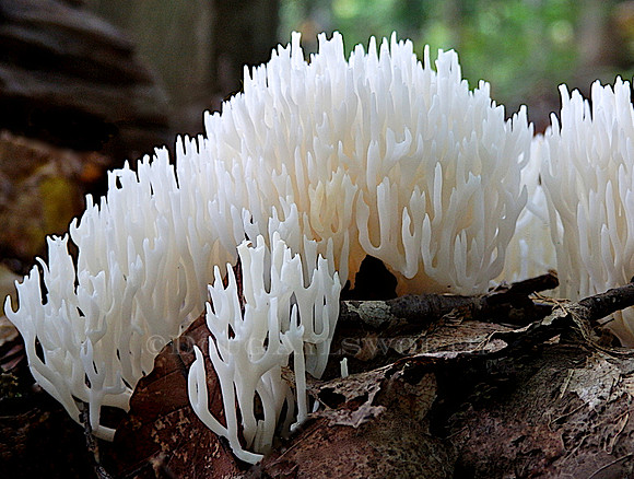 M-0017 White Crowned Tipped Coral 1