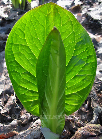M-0028 Skunk Cabbage 1