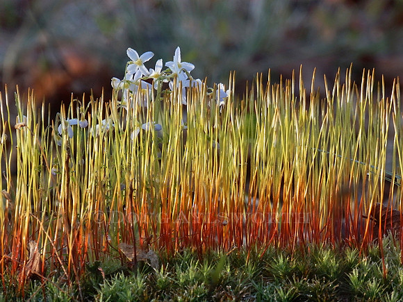M-0025 Sporophytes 2
