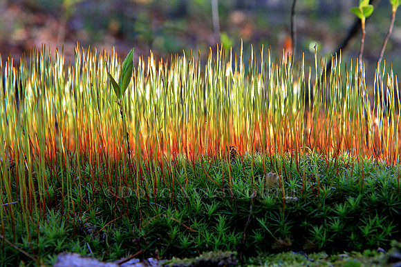 M-0026 Sporophytes 3