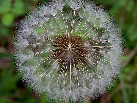 M-0021 Weed-n- Seed