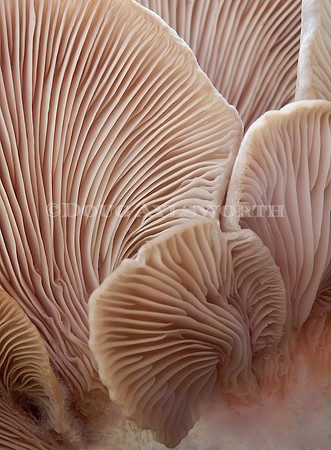 M-0040 Shroomscape 3