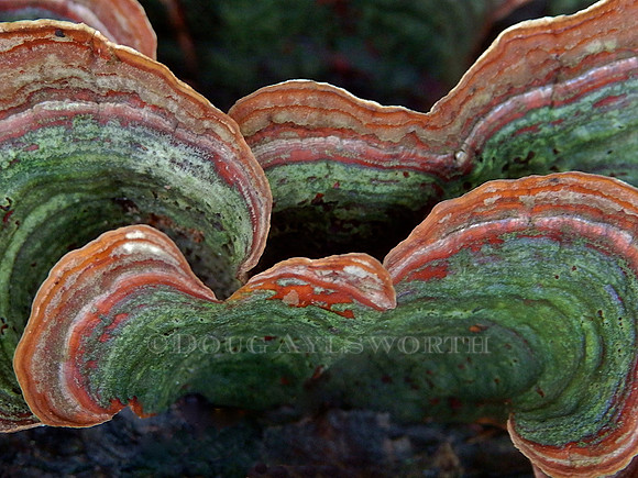 M-0016 Turkey tail 2