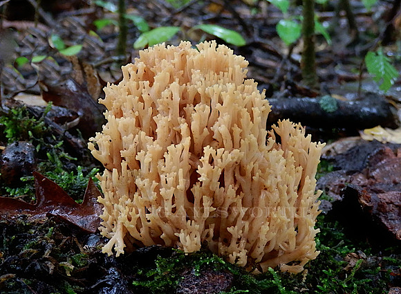 M-0020 Brown crowned tipped coral 1