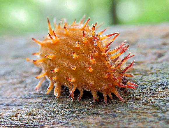 M-0033 Hedgehog Gall