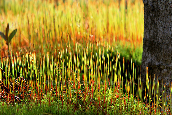 M-0027 Sporophytes 4
