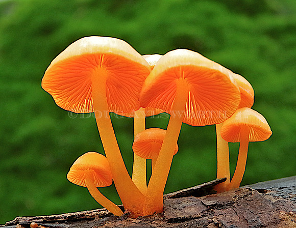 M-0045 Orange Mycena
