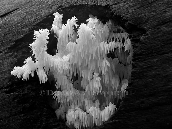 M-0018 Bearded tooth 2