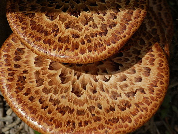 M-0044 Polyporous 2
